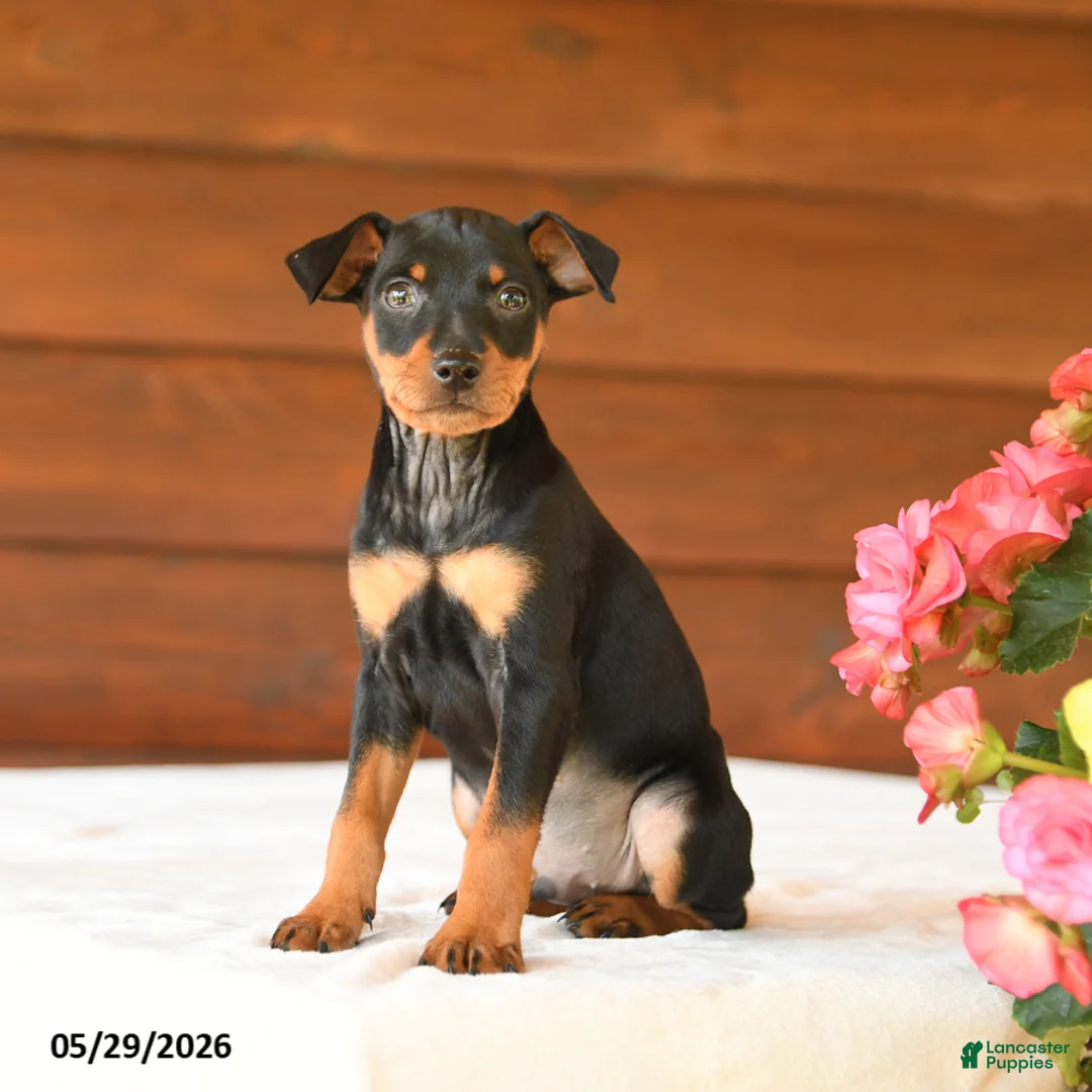 Miniature Pinscher dogs for sale: Casper - Ad 2