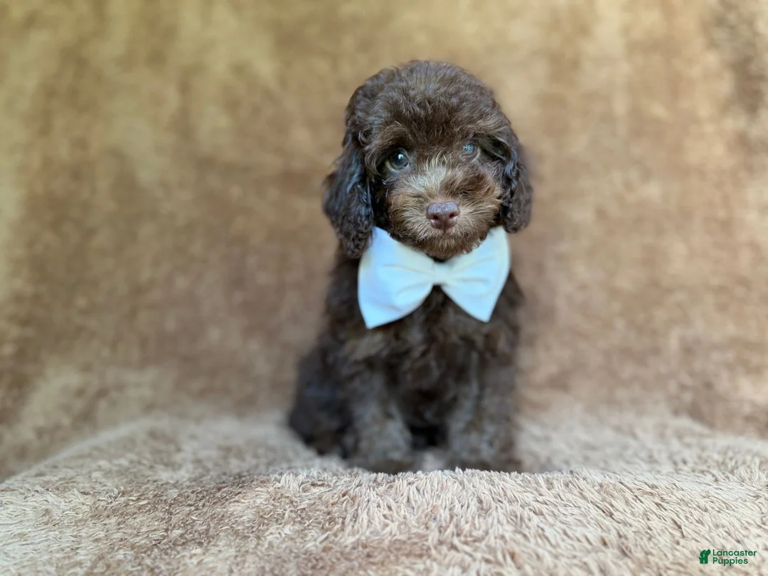Cavapoo dogs for sale: Chase - Ad 9