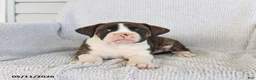 Boxer dogs for sale: Rocky - Ad 3