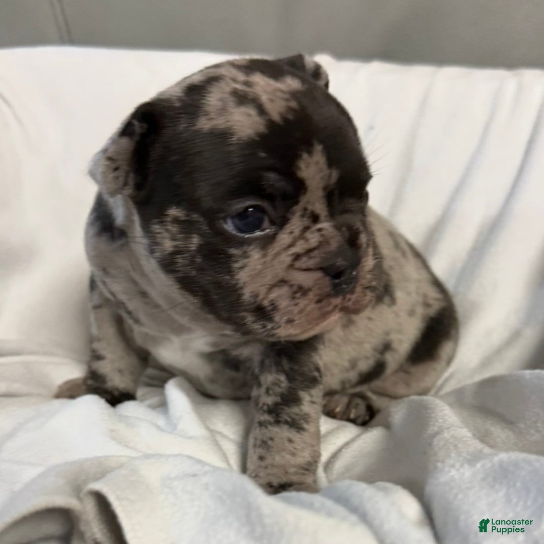 French Bulldog dogs for sale: Prince - Ad 10