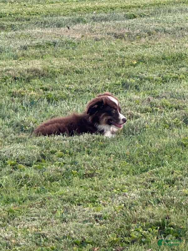 Miniature Australian Shepherd dogs Boy - Ad 1