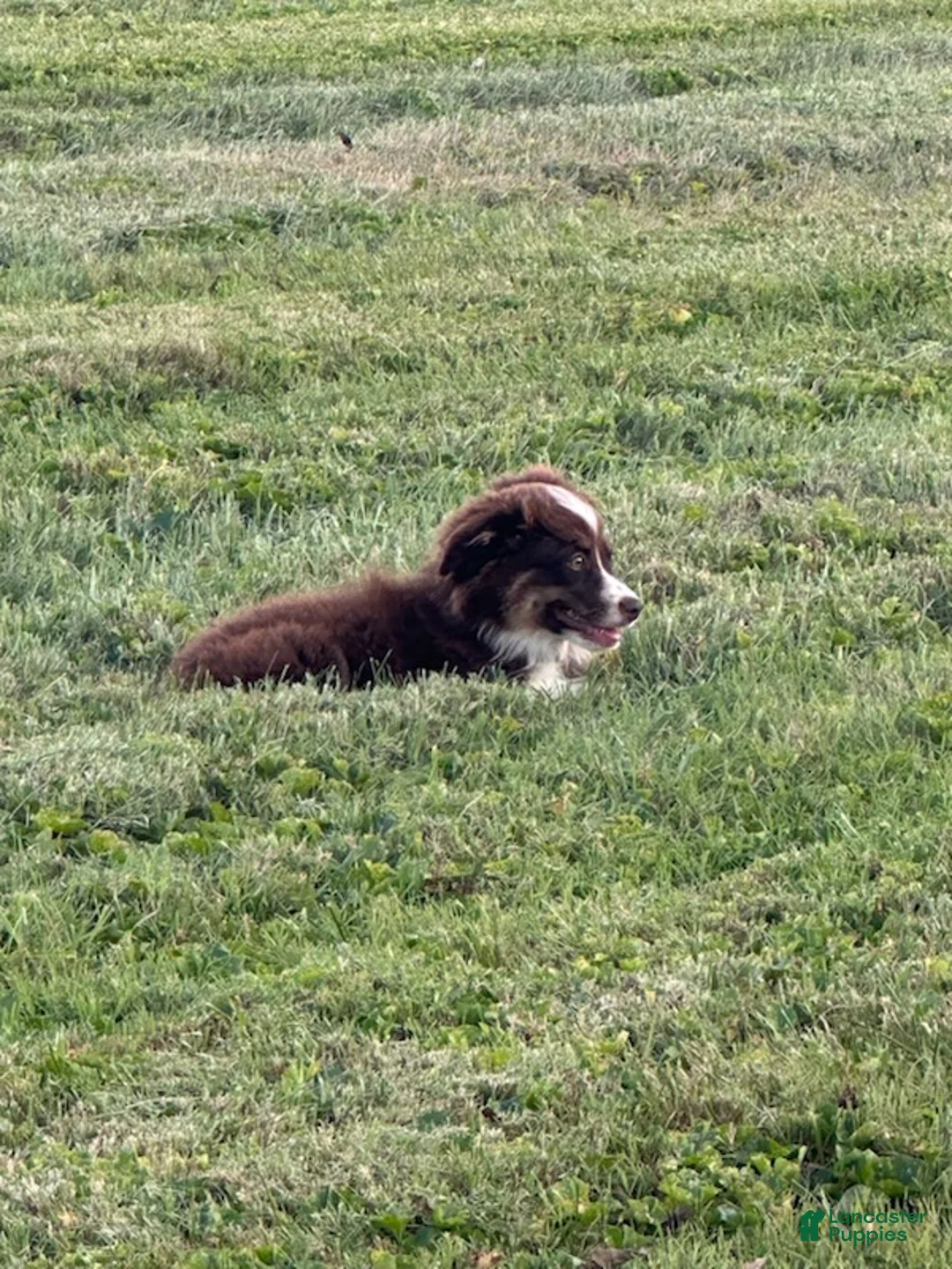 Miniature Australian Shepherd dogs for sale: Boy - Ad 1