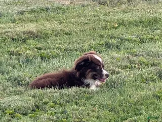 Miniature Australian Shepherd dogs Boy - Ad 1