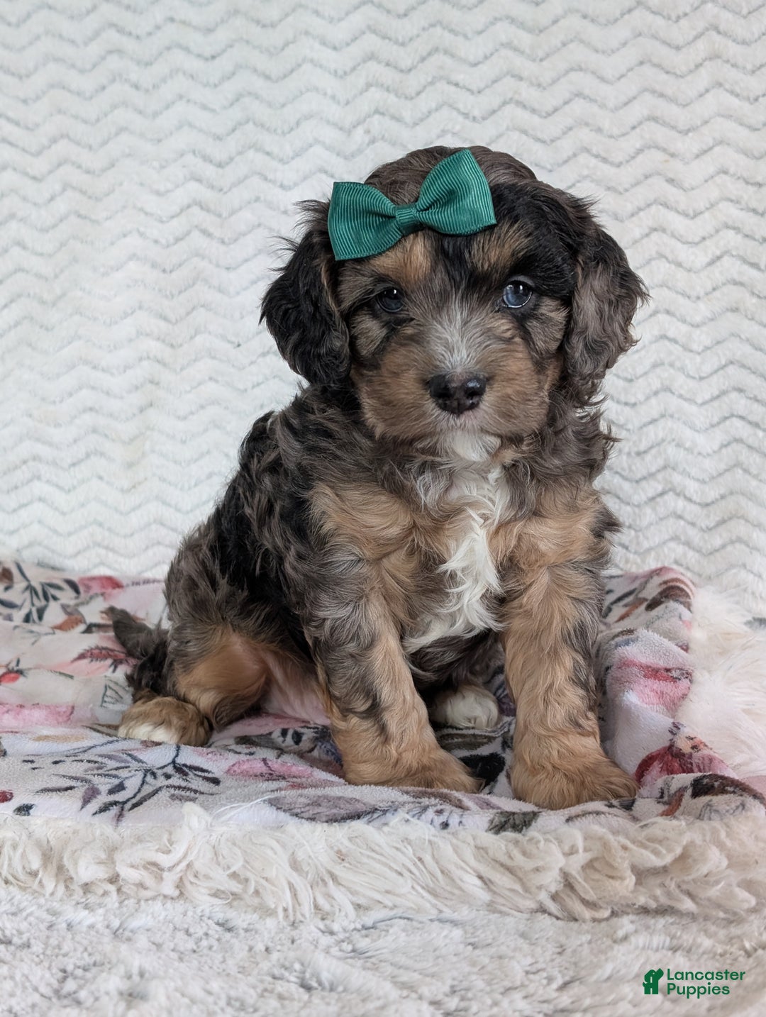 Cavapoo dogs for sale: Charlie  - Ad 18