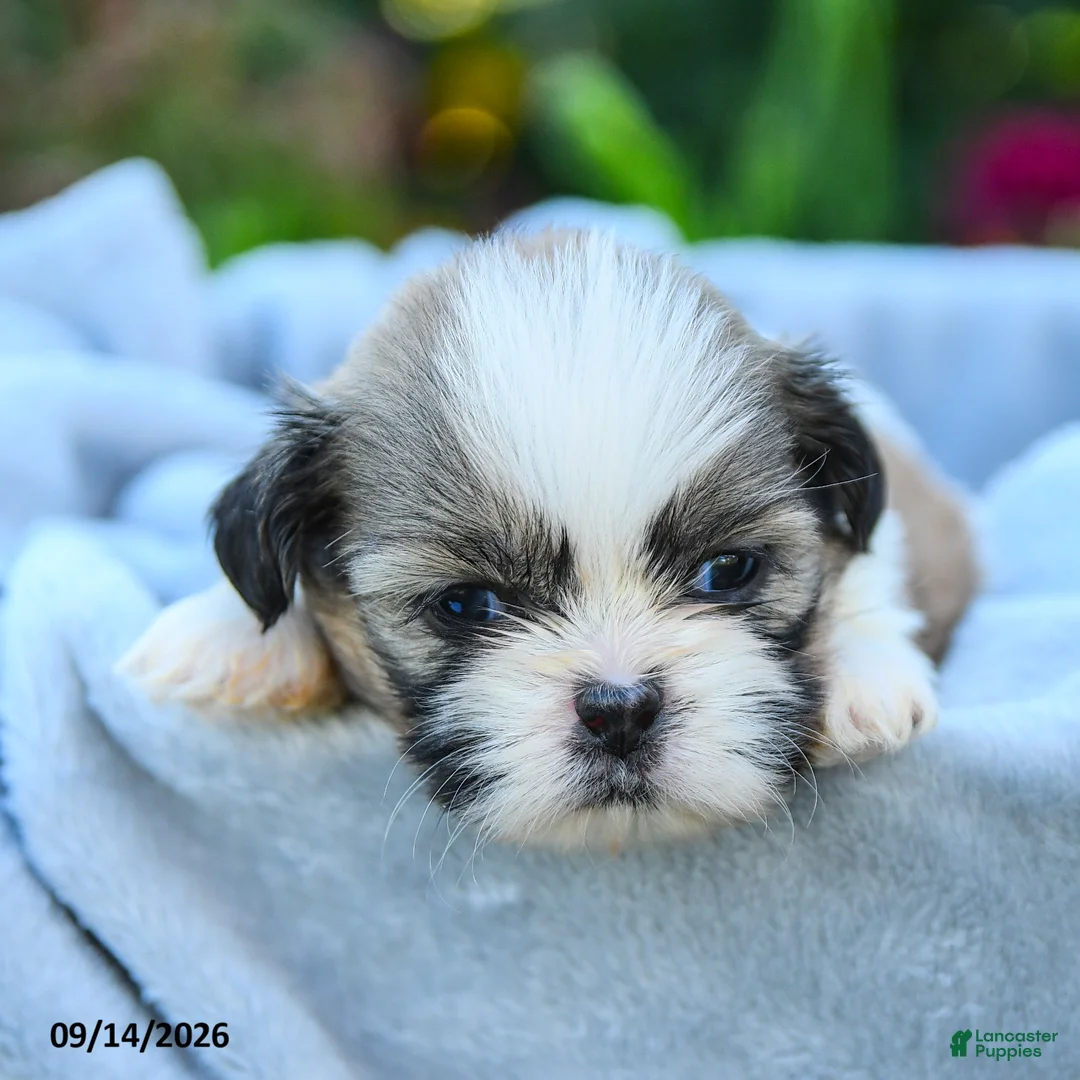 Shih Tzu dogs for sale: Miata - Ad 5