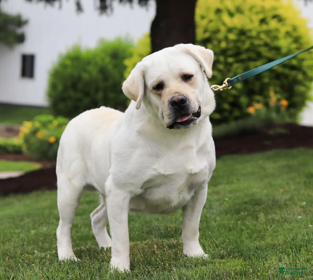 Labrador Retriever dogs for sale: Seth - Ad 9