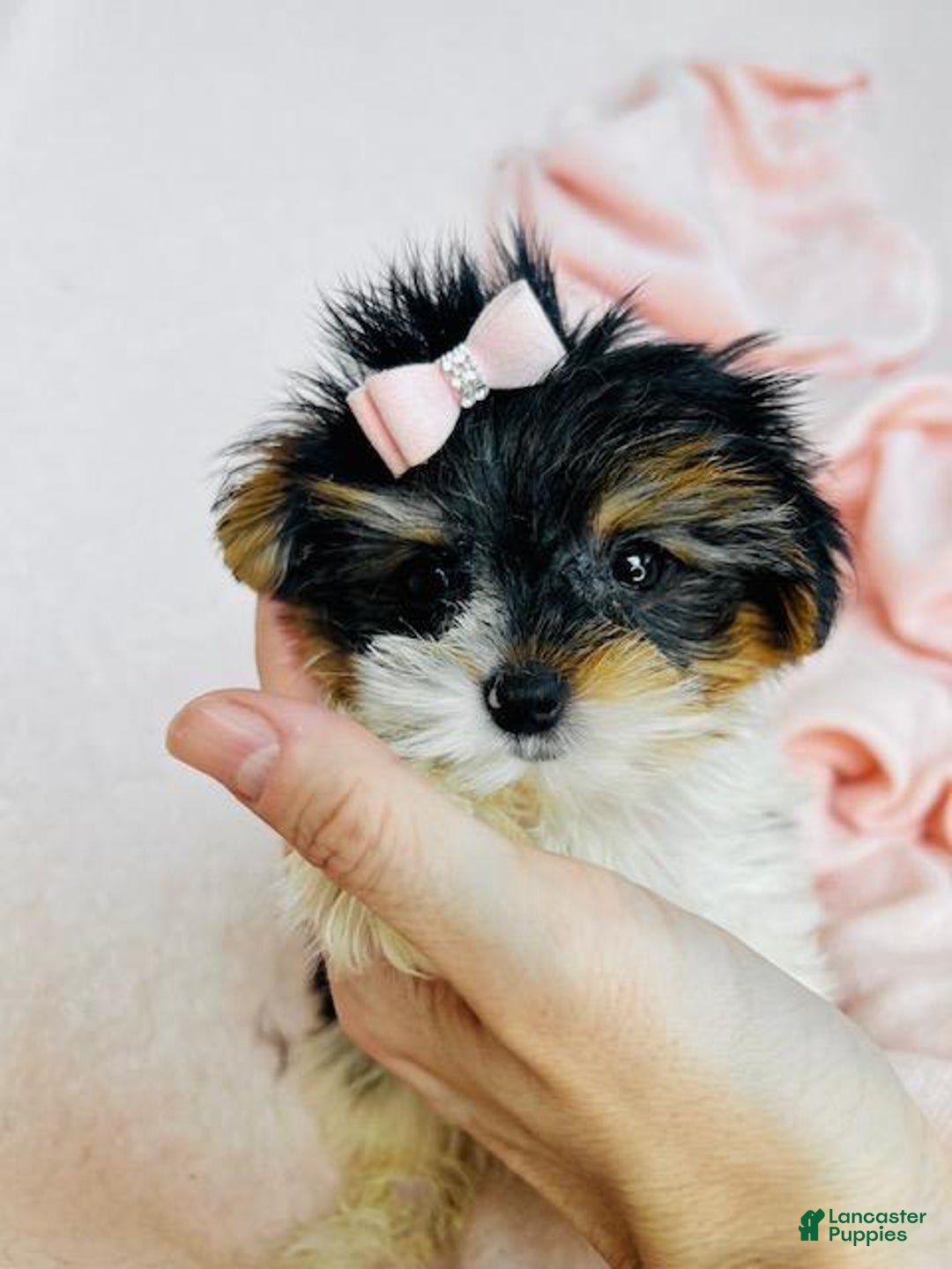 Yorkshire Terrier dogs for sale: Yorkshire Terrier Puppy 1 - Ad 2