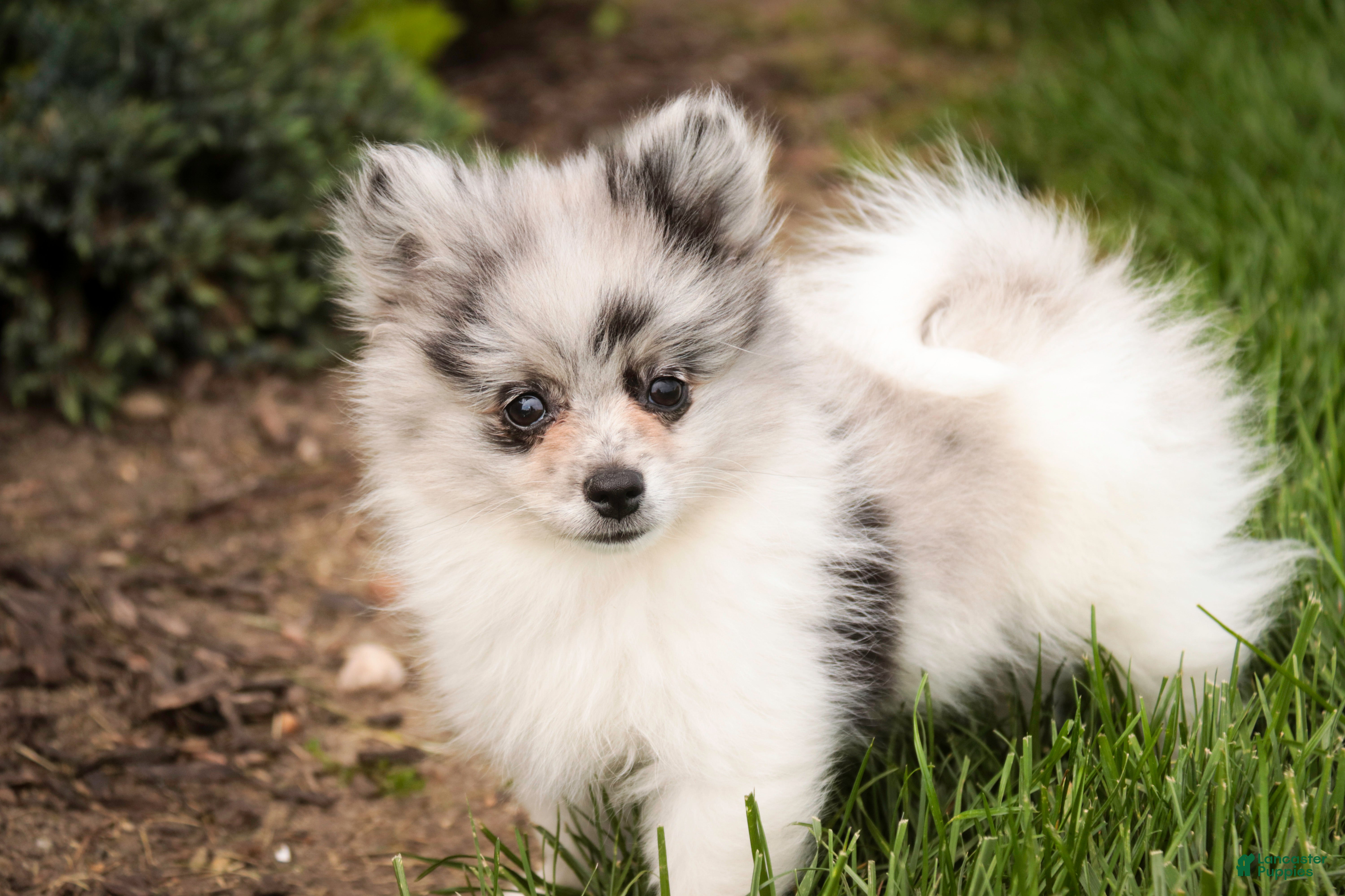 Pomeranian dogs for sale: Tripp - Ad 9
