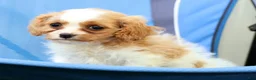 Cavapoo dogs for sale: Roxie - Ad 9