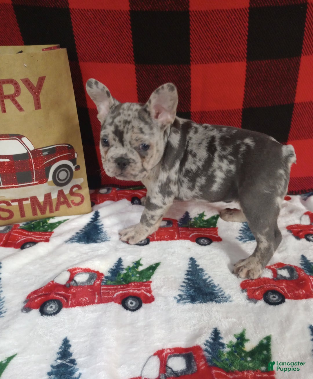 French Bulldog dogs for sale: Iyla  - Ad 2