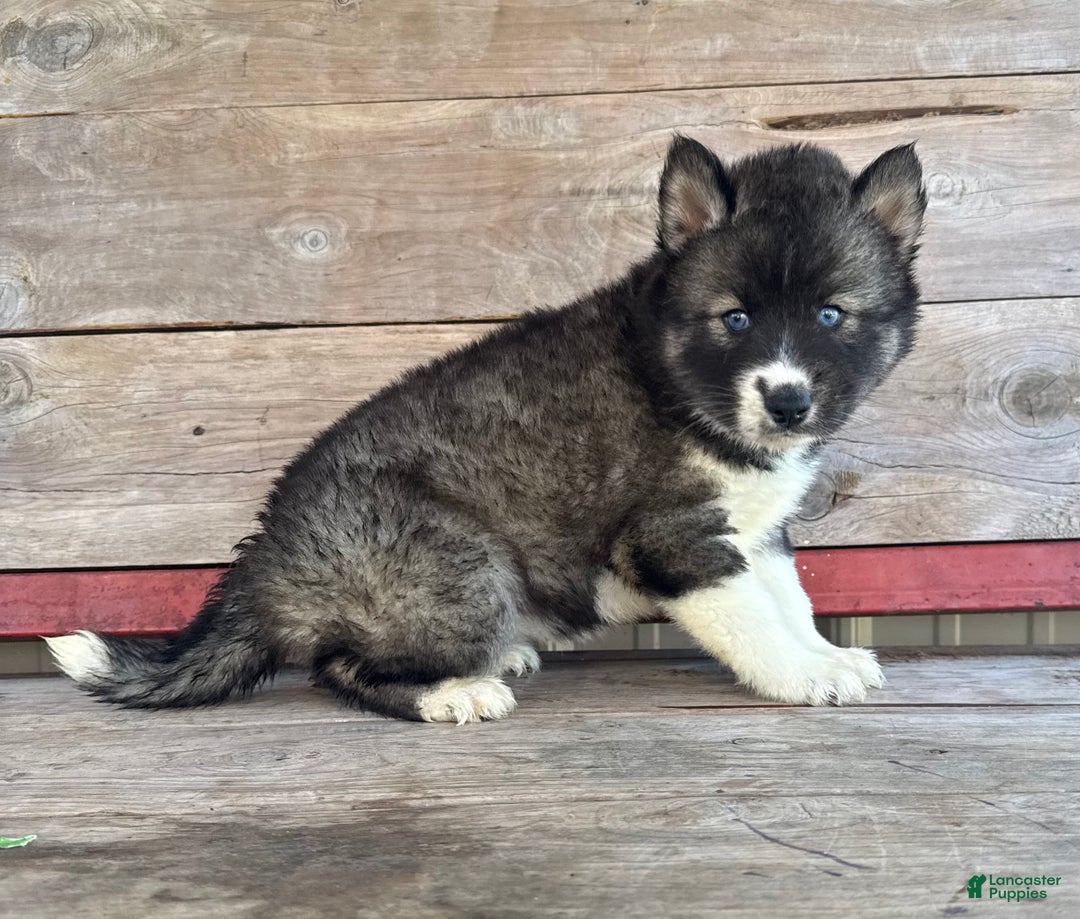 Siberian Husky dogs for sale: Sabrina - Ad 1