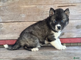 Siberian Husky dogs Sabrina - Ad 1