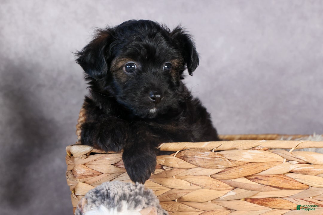 Mini Aussiedoodle dogs for sale: Snickers - Ad 5