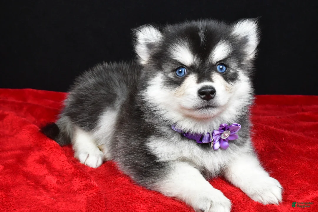 Pomsky dogs for sale: Jana - Ad 2