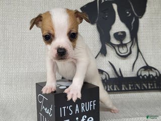 Jack Russell Terrier dogs Westfork's TATER (runt) - Ad 1