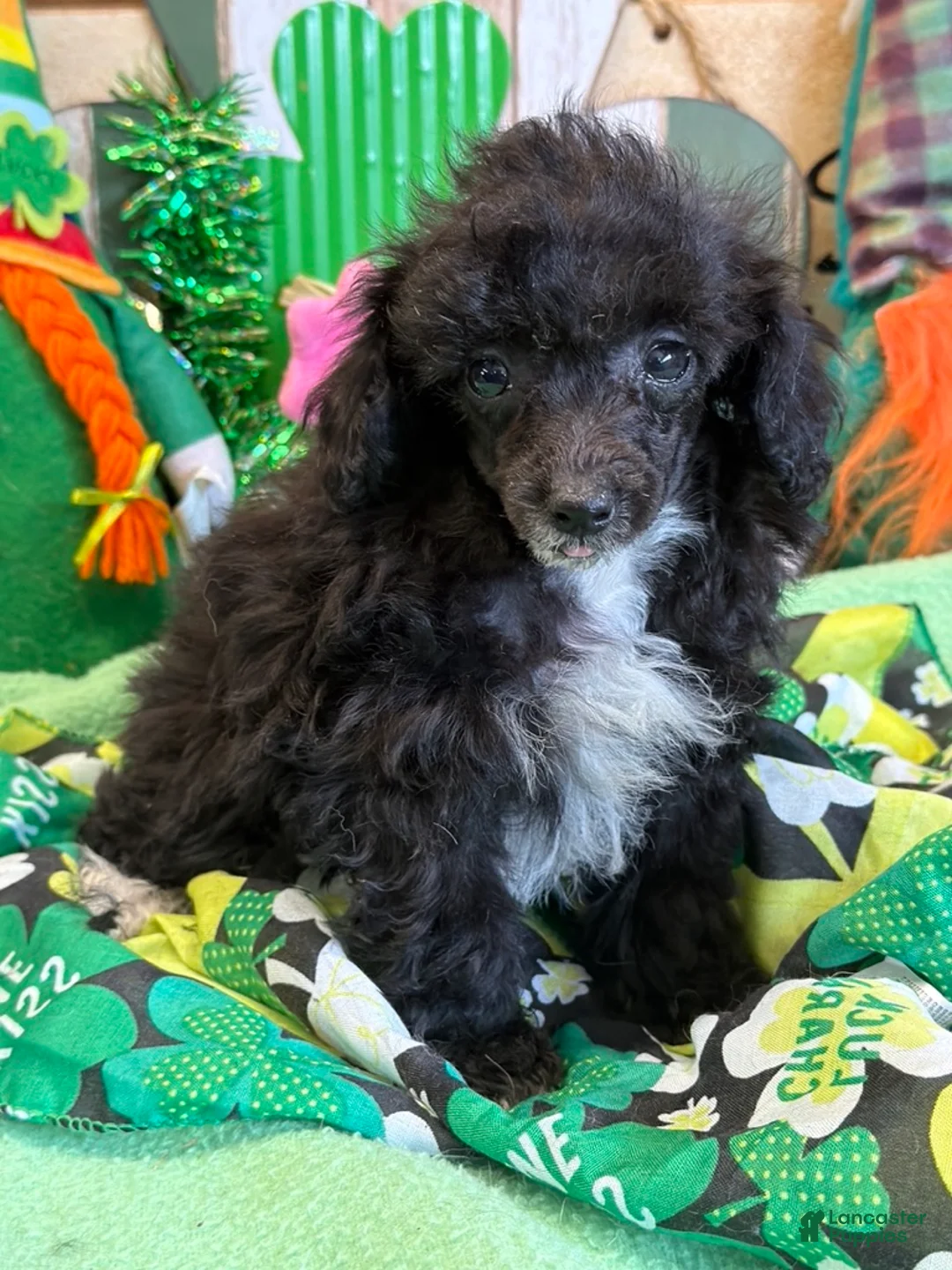 Toy Poodle dogs for sale: Lady - Ad 4