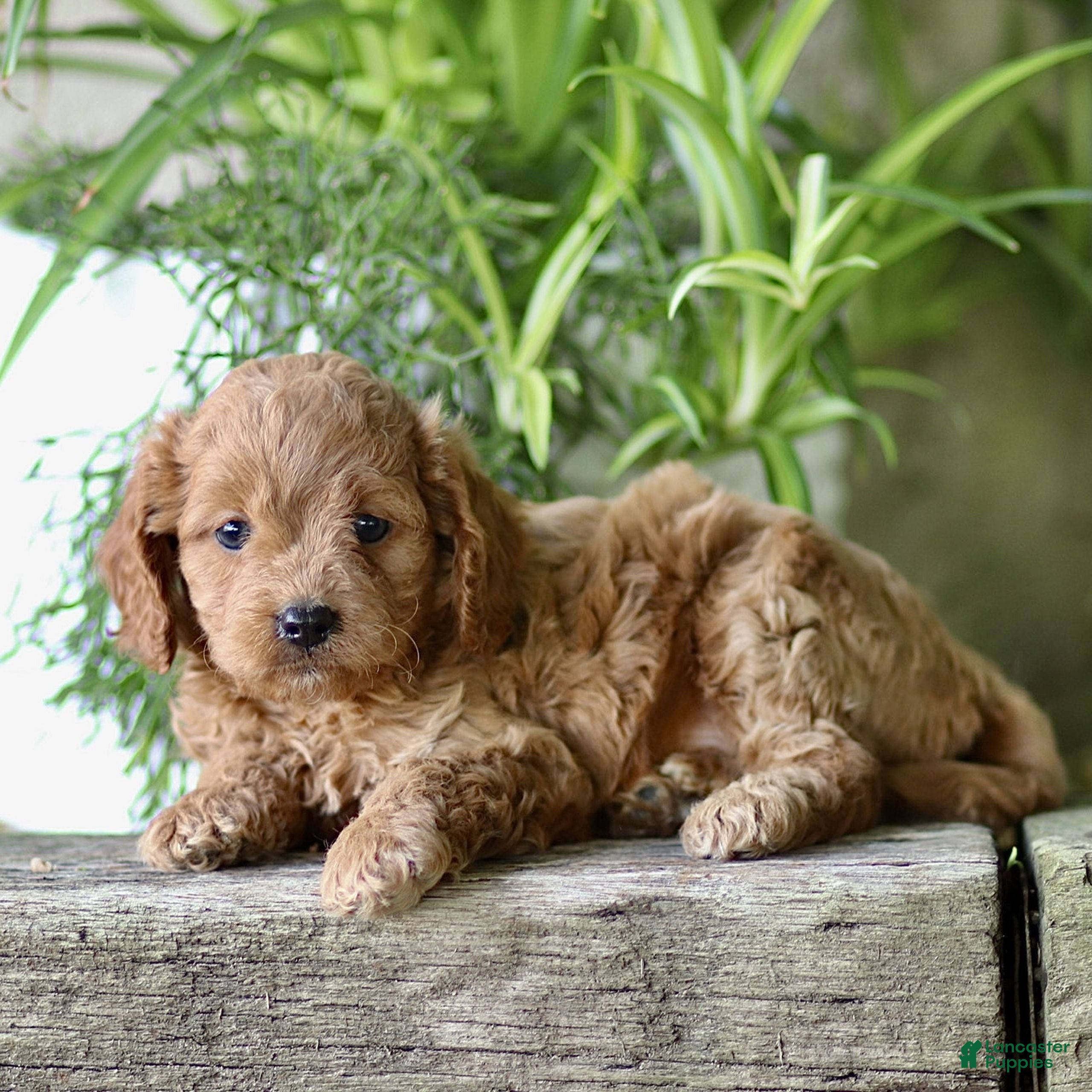Cavapoo dogs Corbin - Ad 2