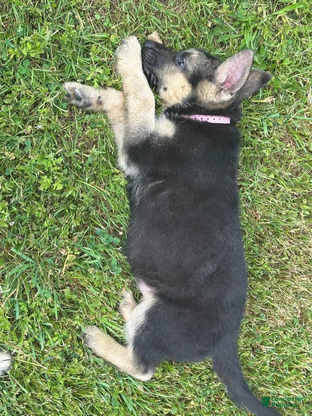 German Shepherd dogs for sale: German Shepherd 1 - Ad 2