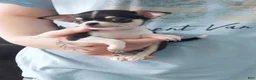 Chihuahua dogs for sale: AKC Masie  - Ad 7