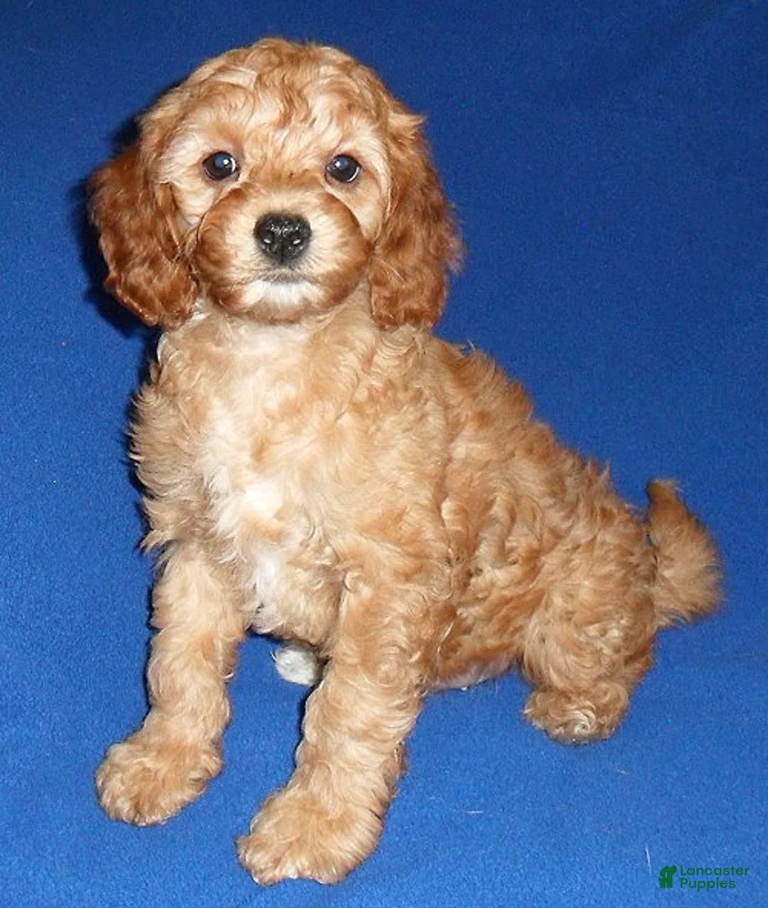 Cockapoo dogs for sale: Peanut - Ad 2