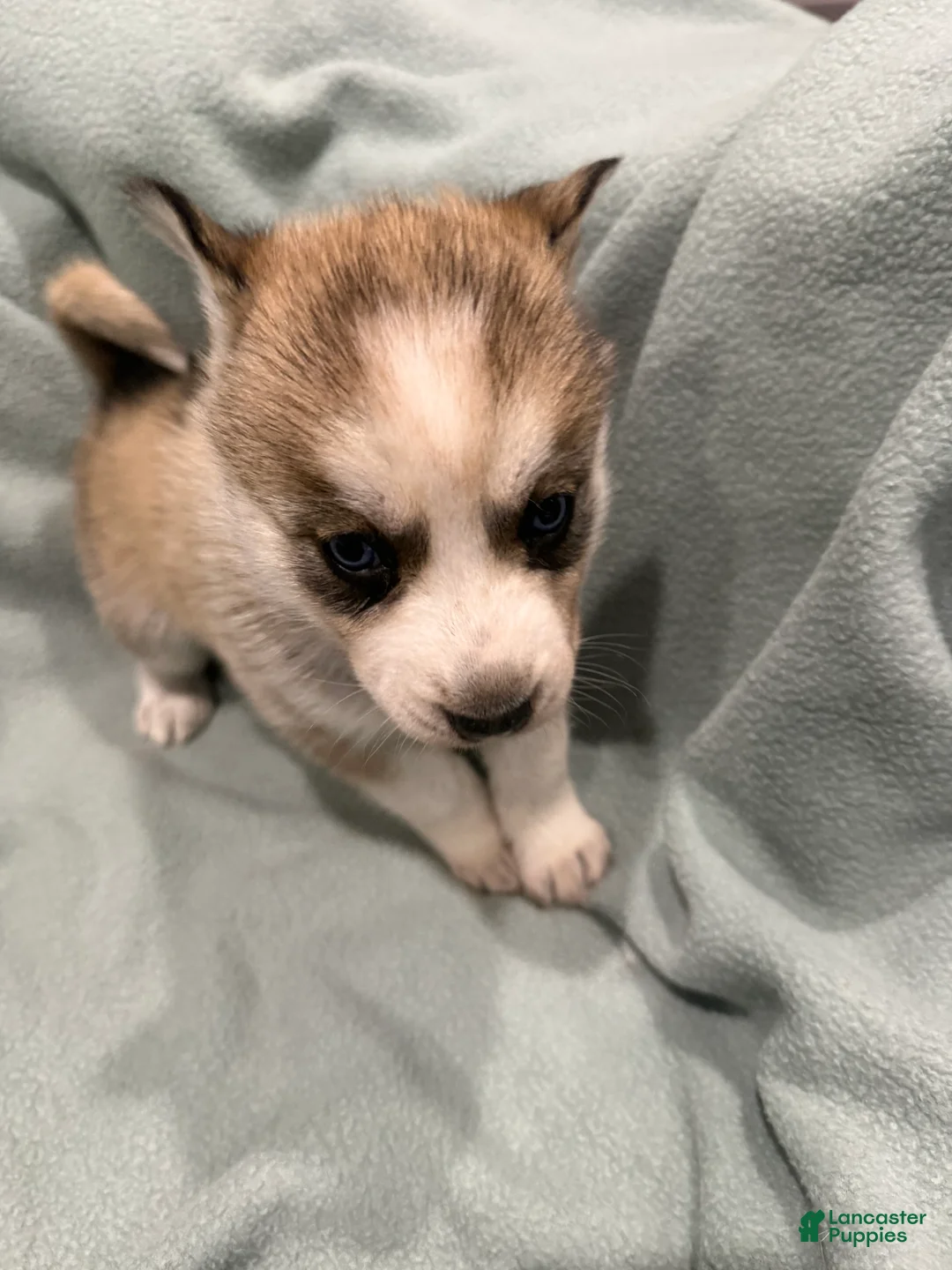 Alaskan Husky dogs for sale: Luna the Alaskan Husky Puppy  - Ad 2