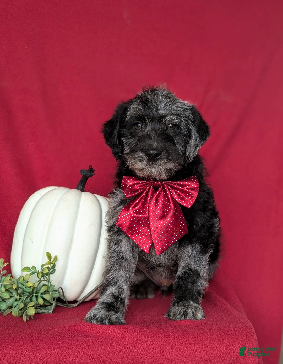 Labradoodle dogs for sale: Whitmoor Hypoallergenic - Ad 3