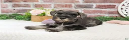 Miniature Schnauzer dogs for sale: Kanga  - Ad 4