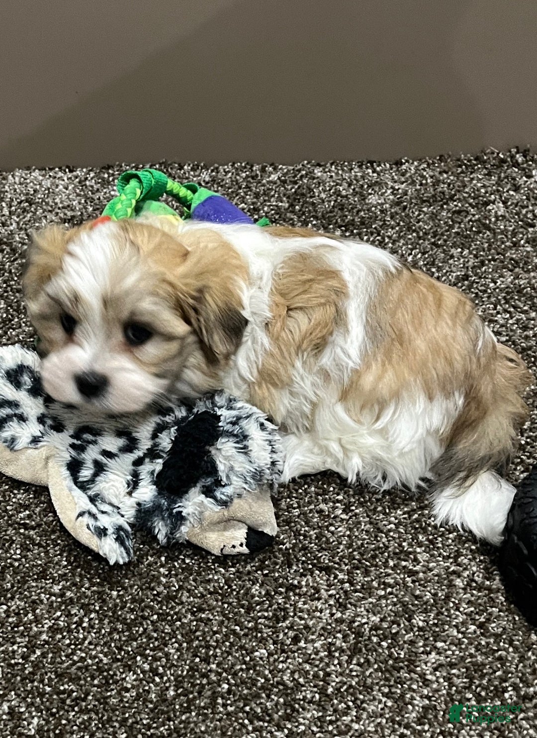 Malshi dogs for sale: Rocky - Ad 5