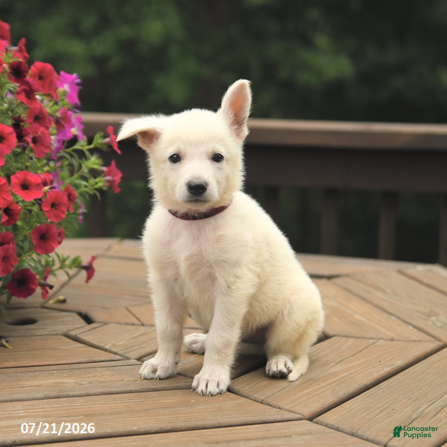 German Shepherd dogs Misty - Ad 2
