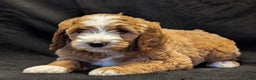 Goldendoodle dogs for sale: Teddy  - Ad 8