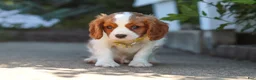 Cavalier King Charles Spaniel dogs for sale: Baxter - Ad 6