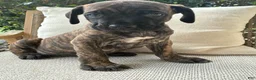 Cane Corso dogs for sale: Cane Corso Black/Chestnut Brindle - Ad 2
