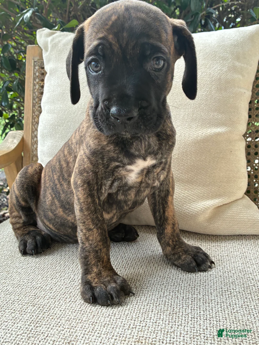 Cane Corso dogs for sale: Cane Corso Black/Chestnut Brindle - Ad 2