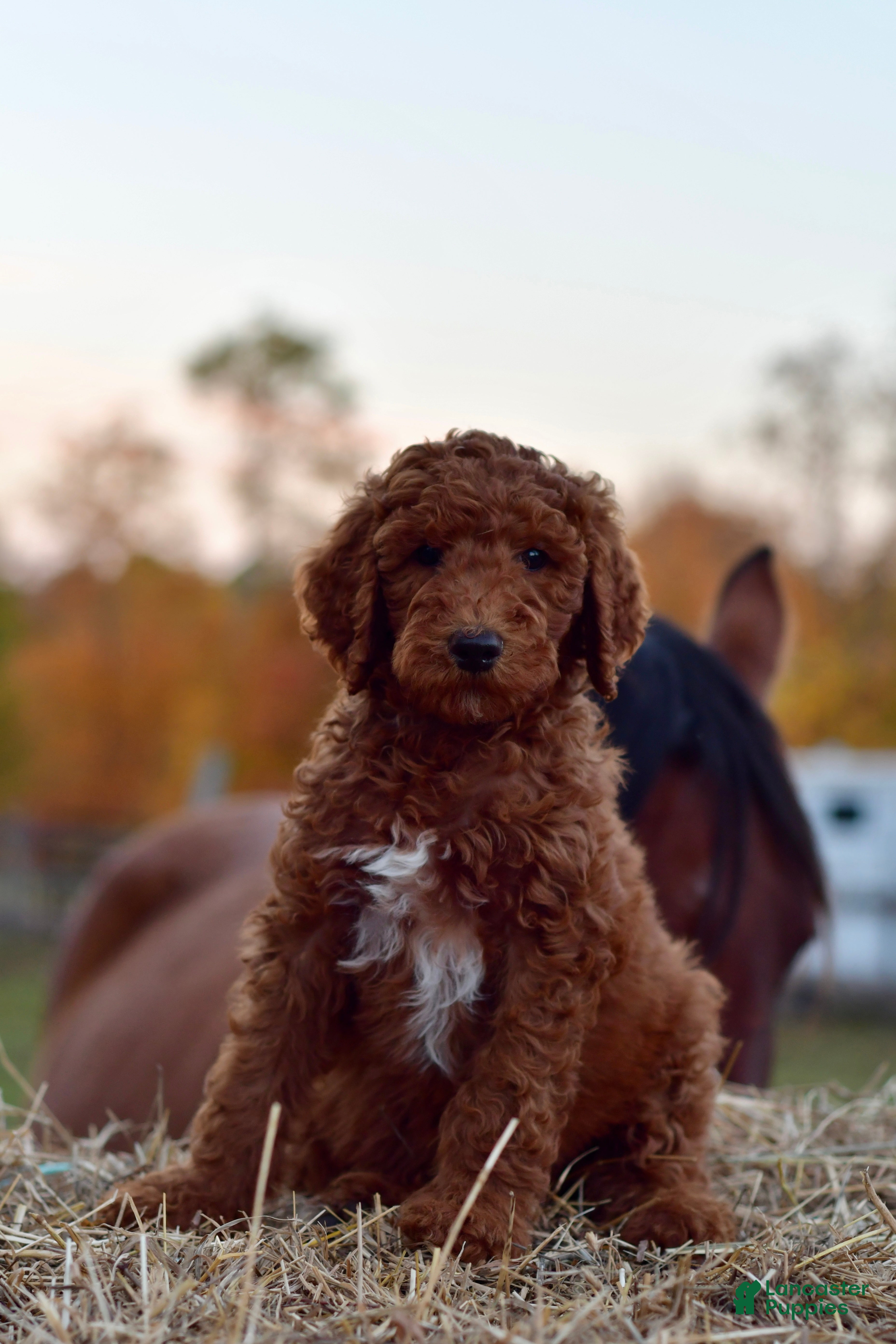 Standard Poodle dogs Clifford  - Ad 2