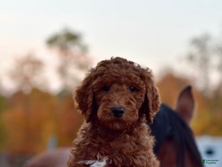 Standard Poodle dogs Clifford - Ad 31