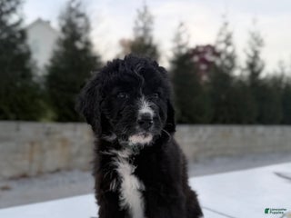 Bernedoodle dogs - Ad 7