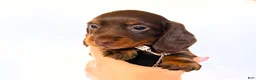 Miniature Dachshund dogs for sale: Dakota - Ad 2