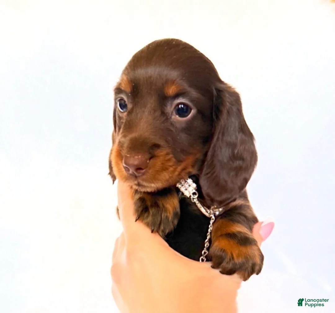 Miniature Dachshund dogs for sale: Dakota - Ad 2