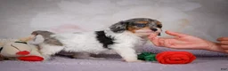 Cavapoo dogs for sale: Molly - Ad 15