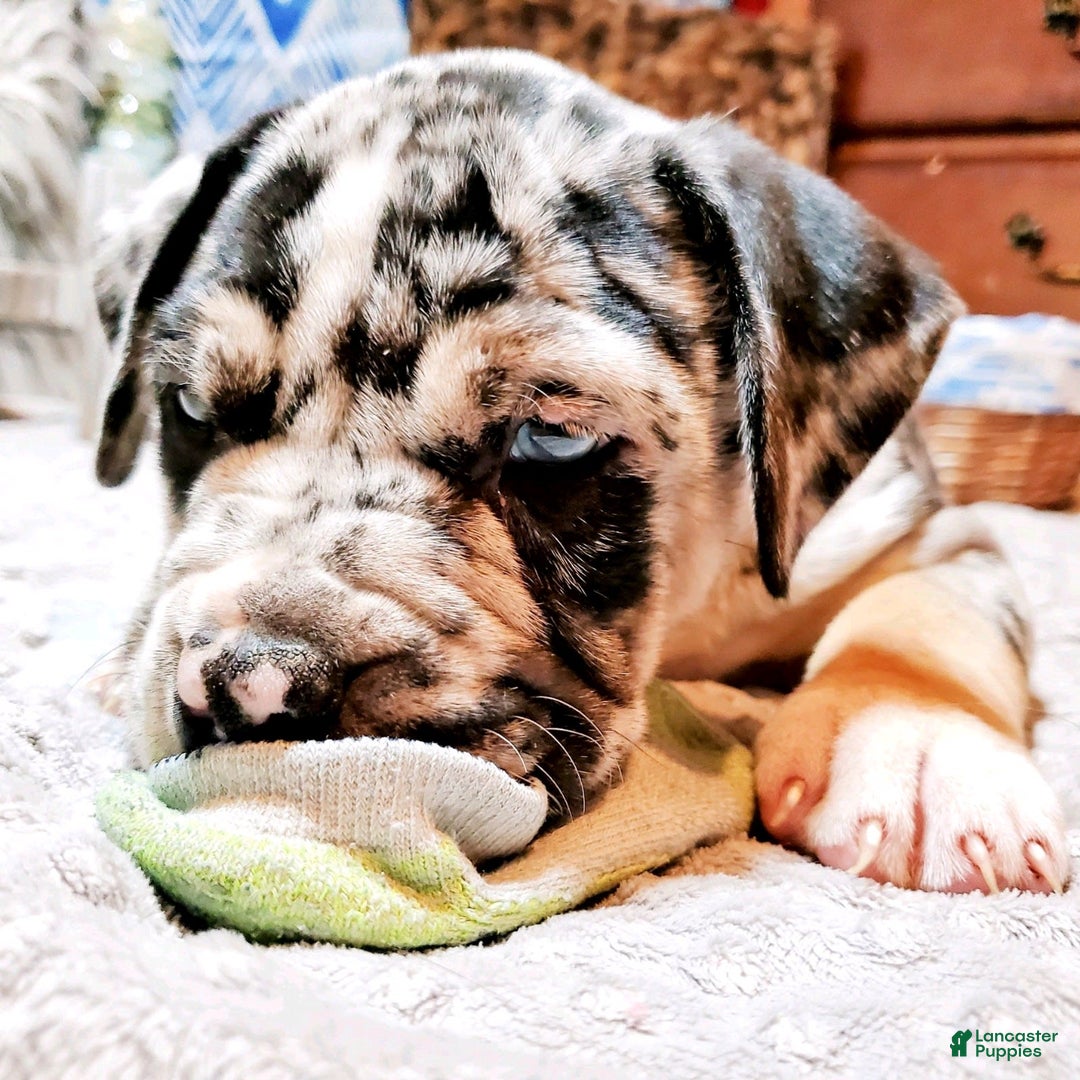 Gallery Image {{count}}