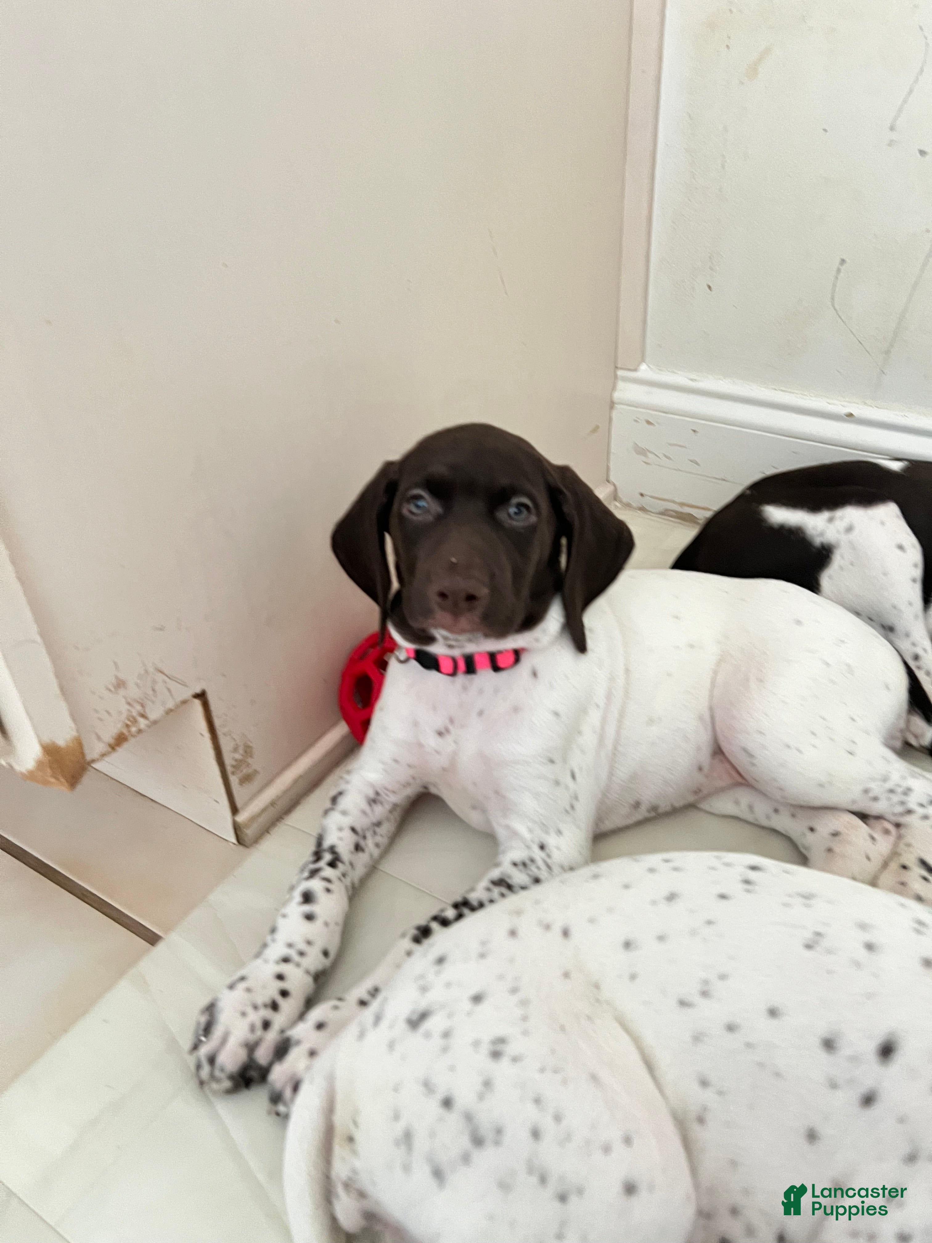 German Shorthaired Pointer dogs German Shorthaired Pointer Puppy 1 - Ad 1