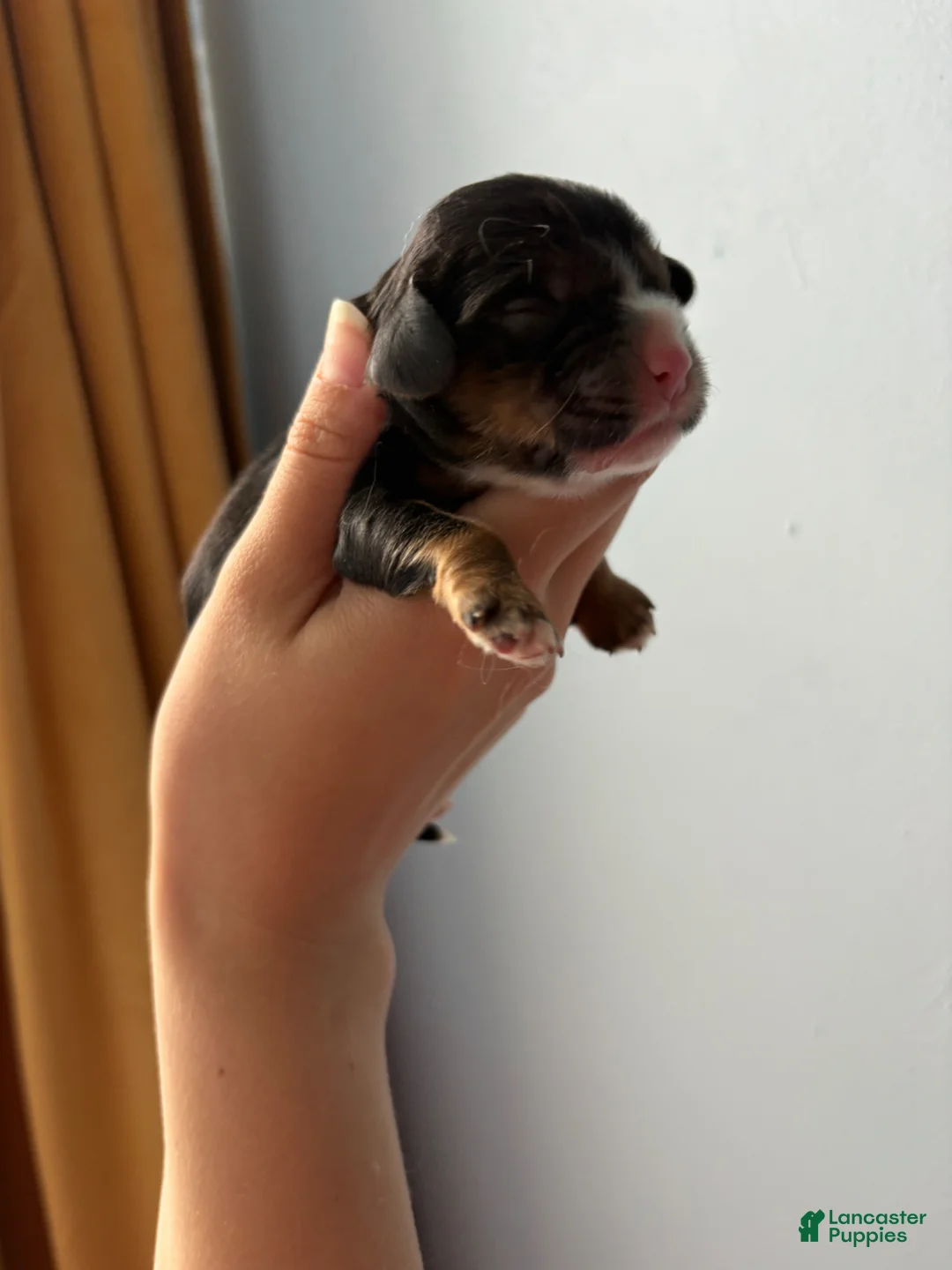 Cocker Spaniel dogs for sale: Atlas - Ad 1