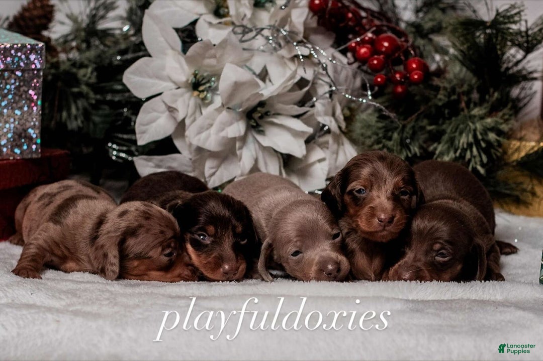 Miniature Dachshund dogs for sale: Ravioli's Chocolate & Tan Girl - Ad 6