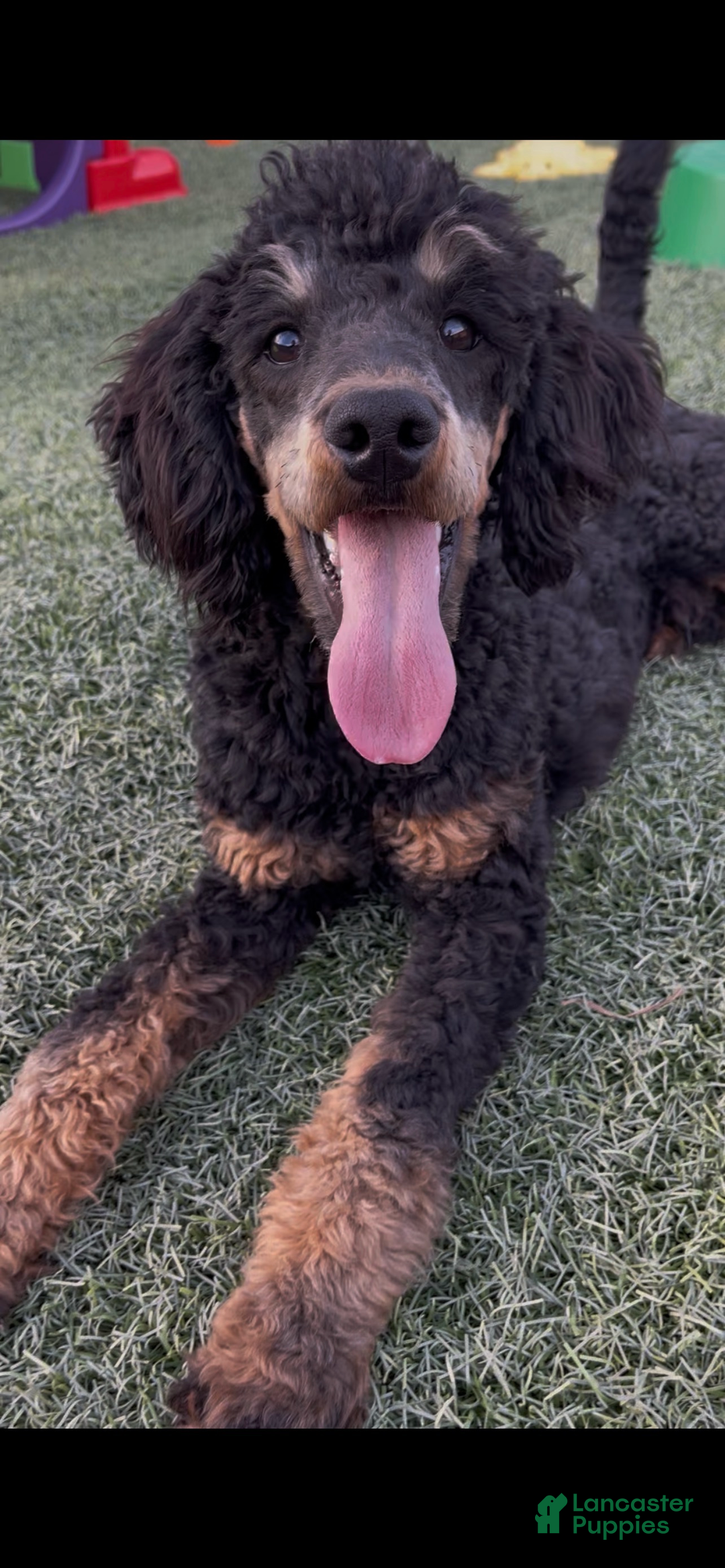 Miniature Poodle dogs for sale: Akc Clear 🧬 Moyen Boy Cinch - Ad 2