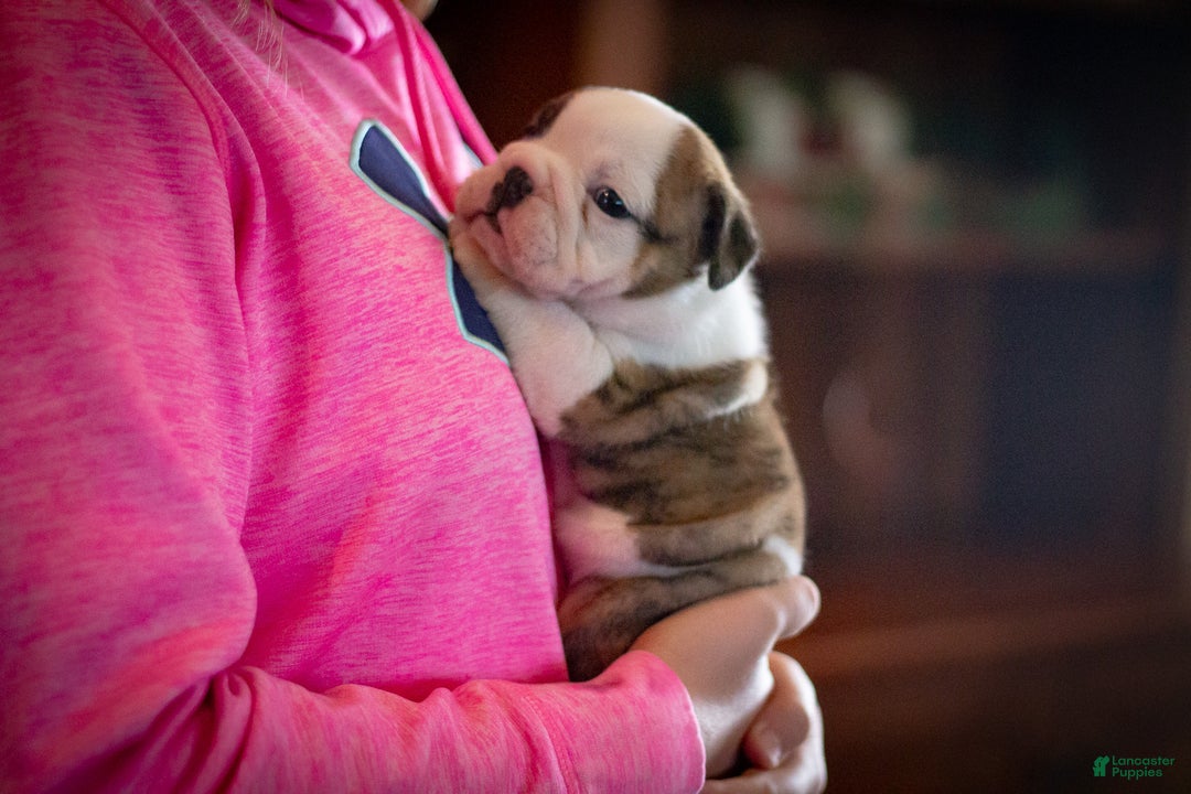 English Bulldog dogs for sale: Charlie  - Ad 10