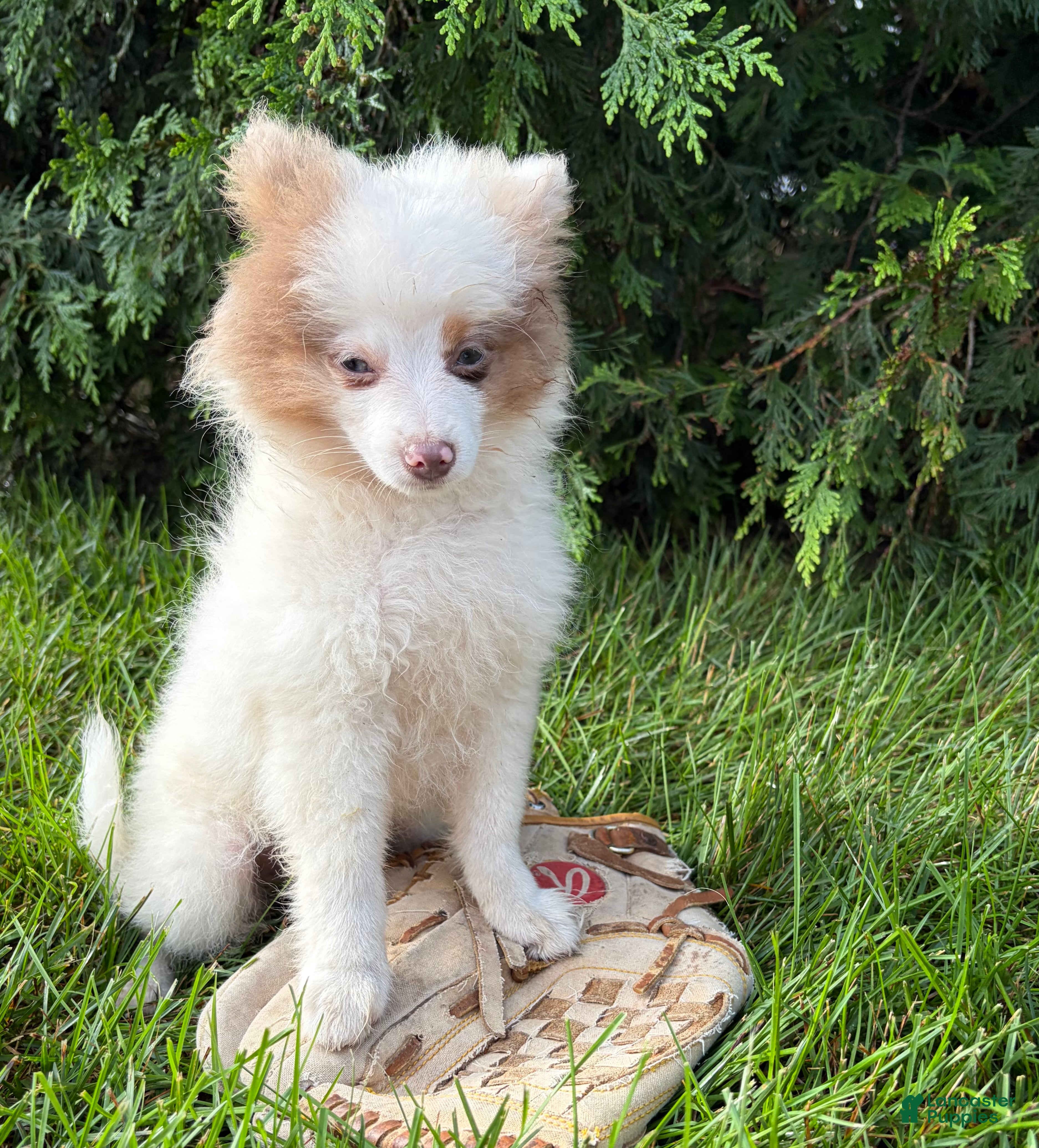 Pomeranian dogs Oliver - Ad 2