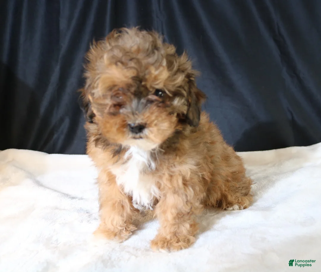 Shihpoo dogs for sale: Chloe - Ad 7