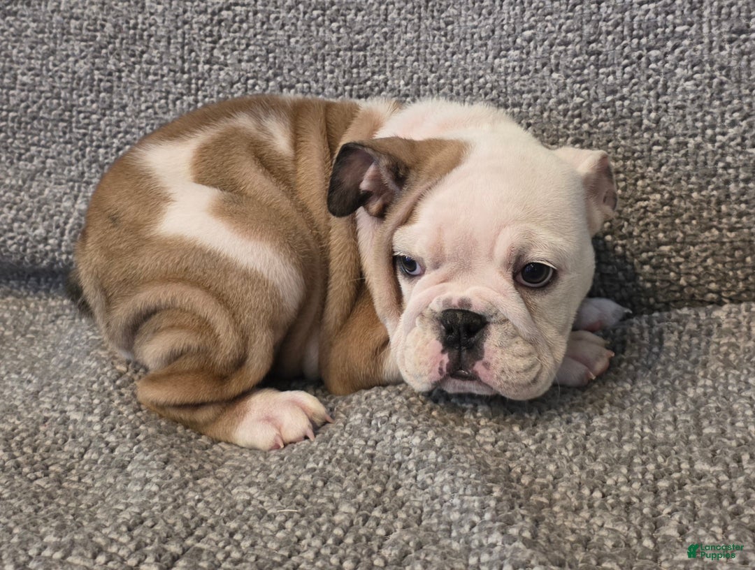English Bulldog dogs for sale: Adrian - Ad 6