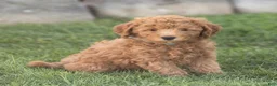 Mini Goldendoodle dogs for sale: Liam Miniature Goldendoodle  - Ad 2