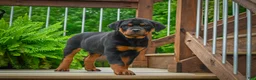 Rottweiler dogs for sale: Baron🐾💙 - Ad 8
